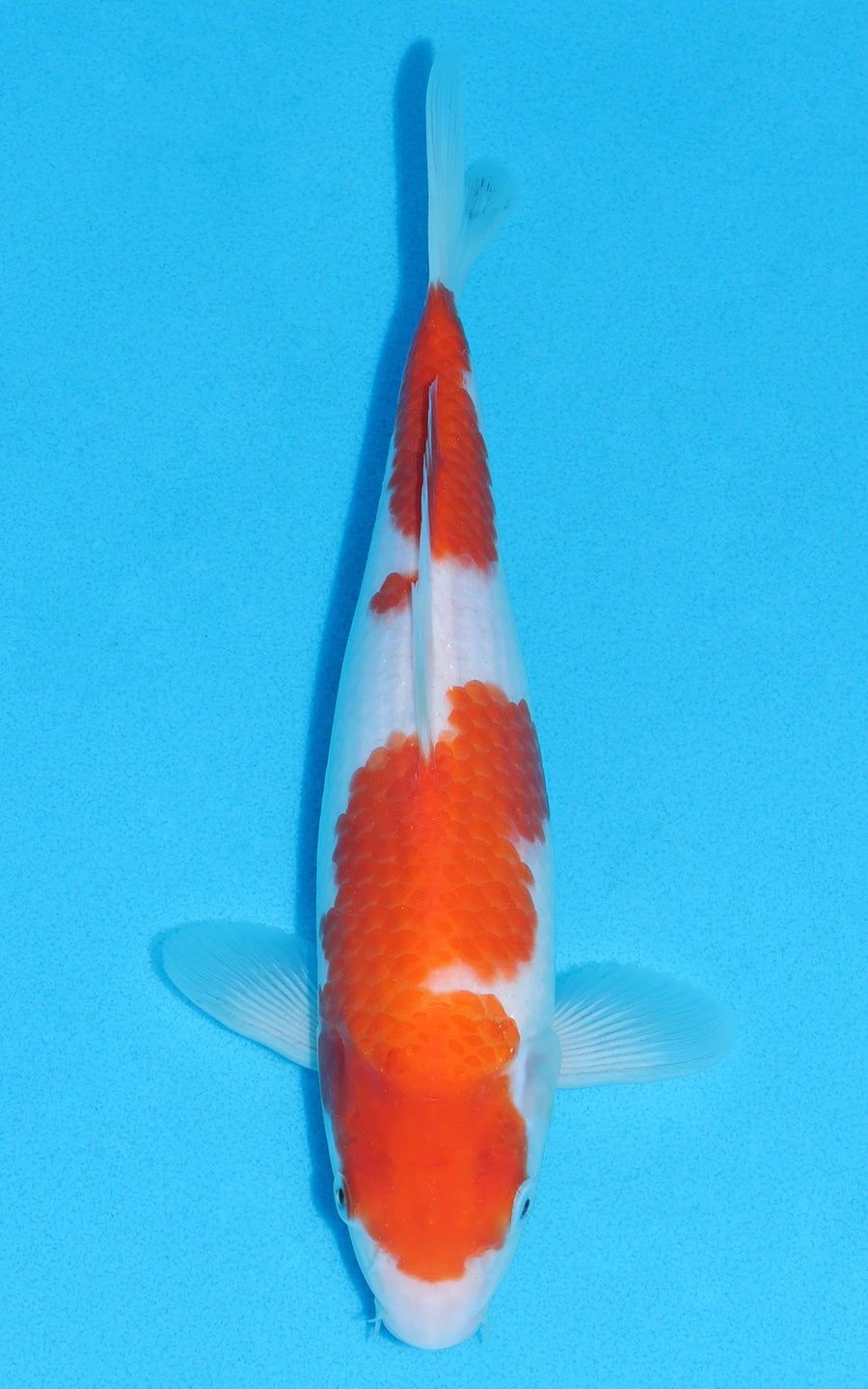 Kohaku - 27cm REF:13212