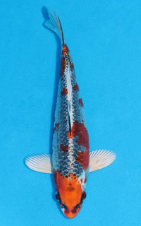 Thumbnail for Kujaku - 24cm REF:70151