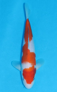 Thumbnail for Kohaku - 26cm REF:70152