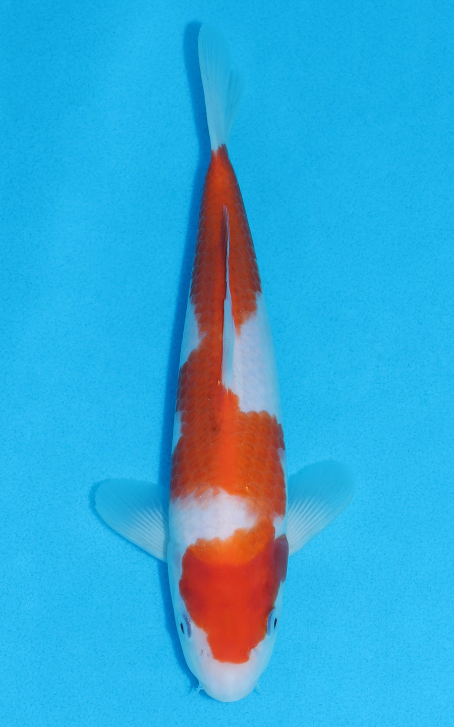 Kohaku - 26cm REF:70152