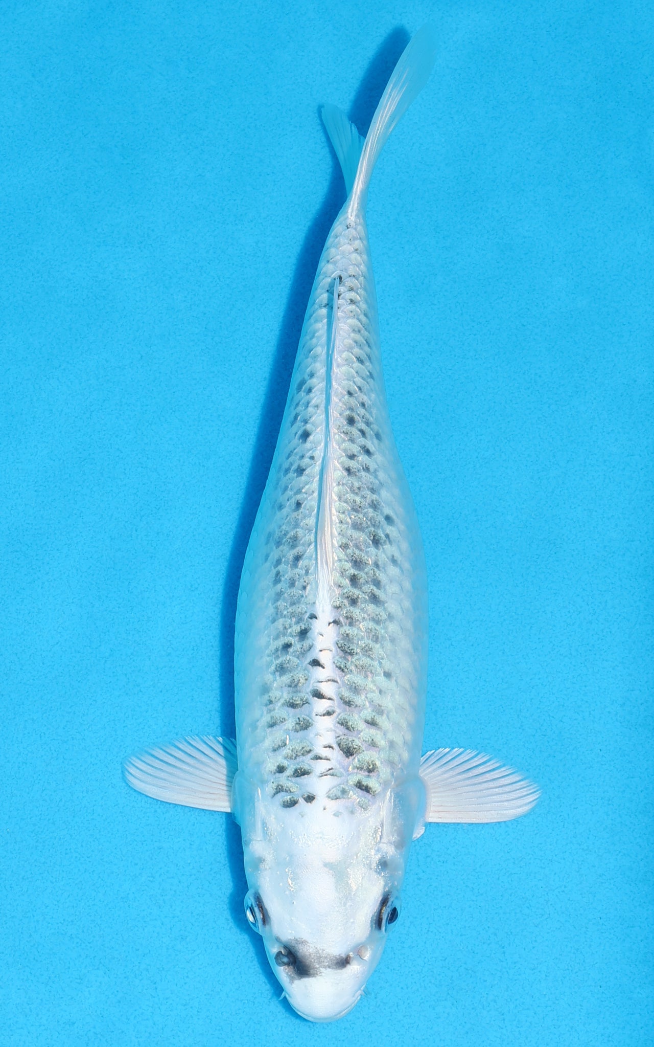 Gin Matsuba - 26cm REF:70153