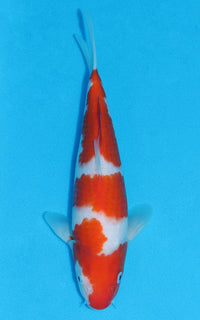 Thumbnail for Kohaku - 27cm REF:70154