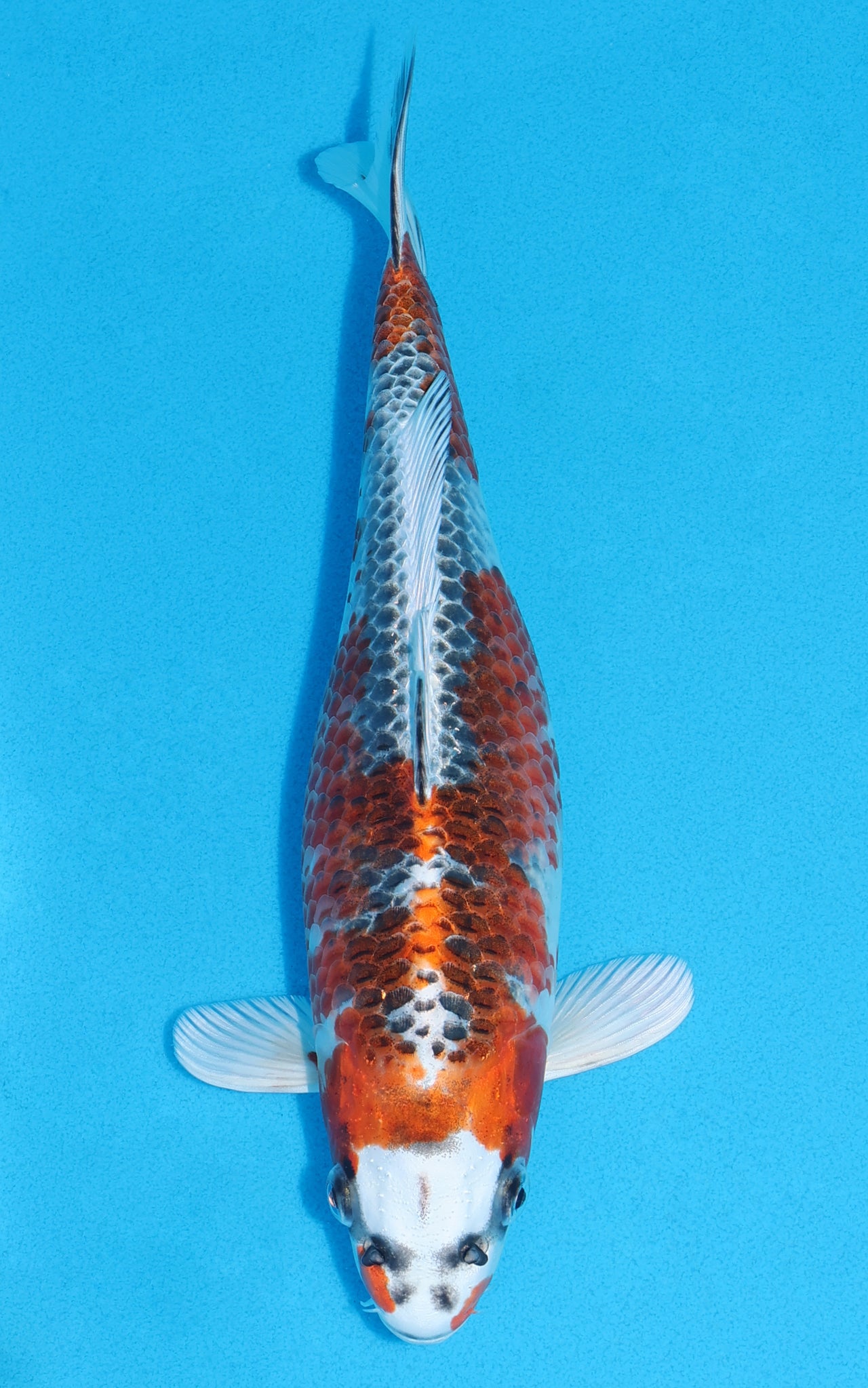 Kujaku - 28cm REF:13214