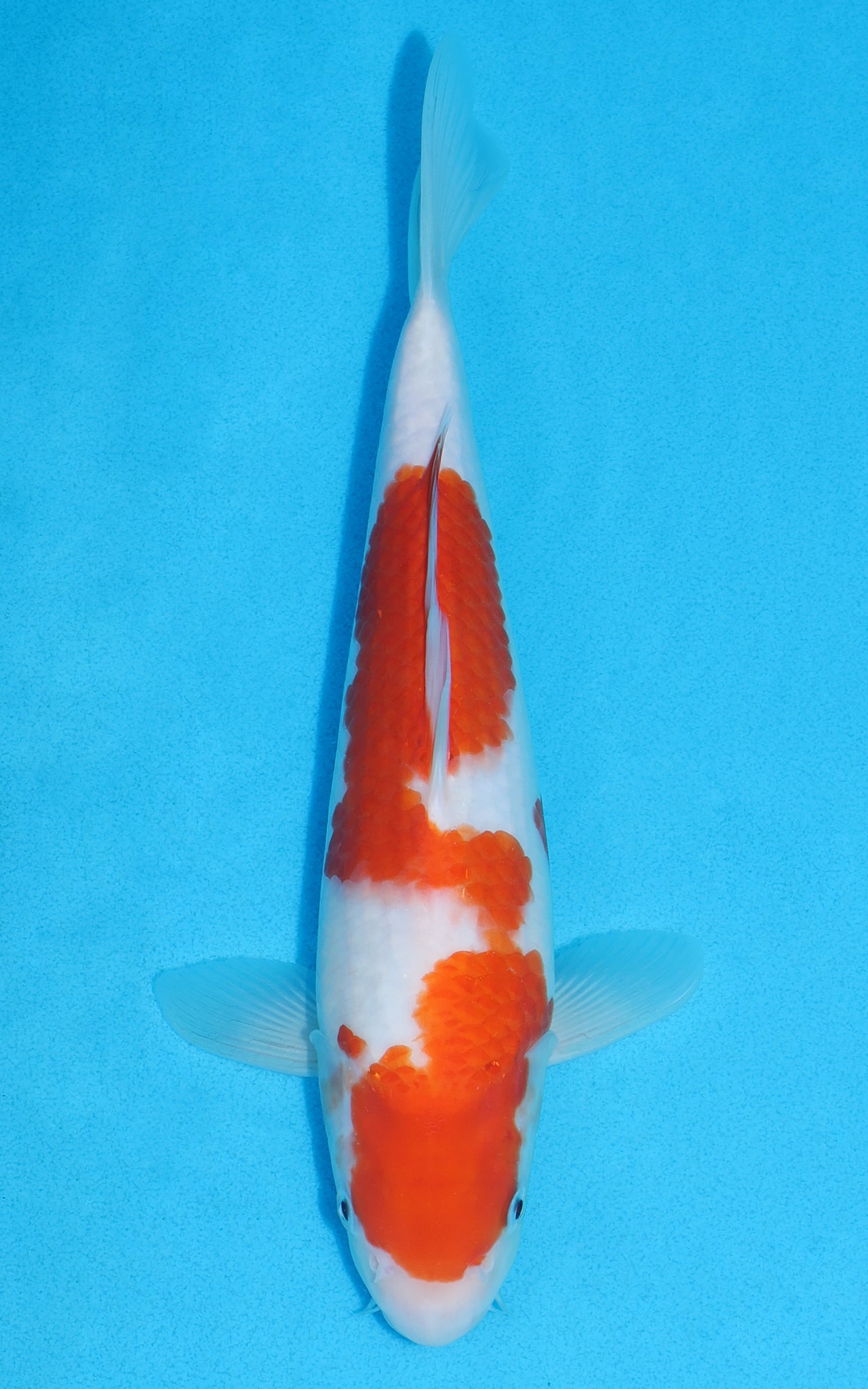 Kohaku - 28cm REF:13215