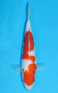 Thumbnail for Kohaku - 28cm REF:13215