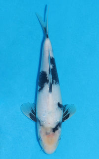 Thumbnail for Shiro Utsuri - 28cm REF:13216