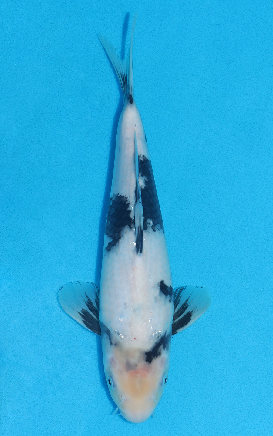 Shiro Utsuri - 28cm REF:13216