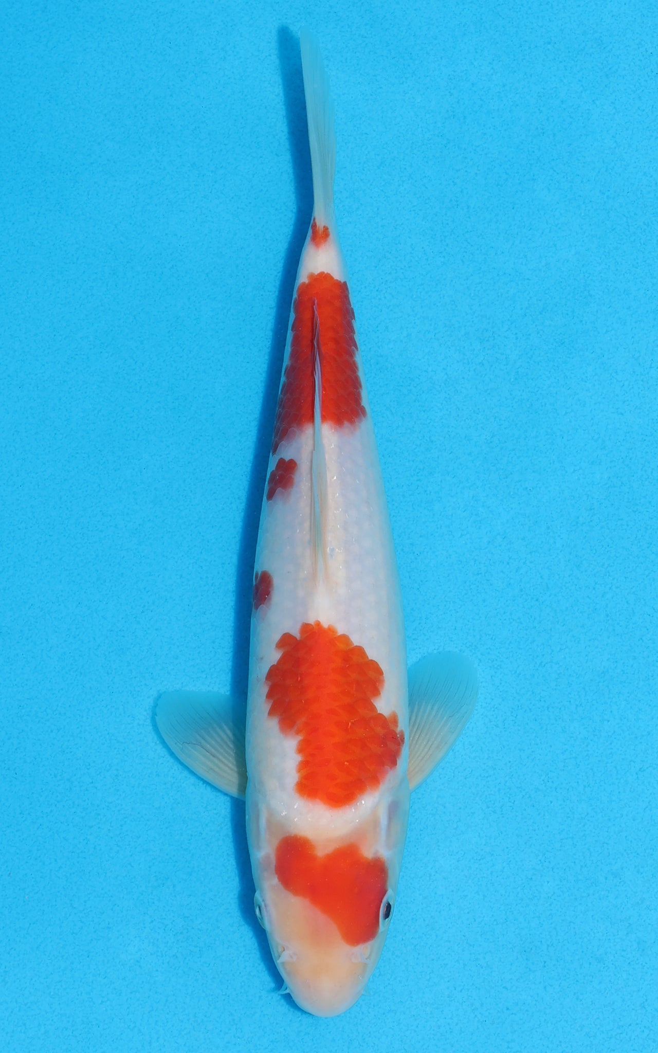 Kohaku - 25cm REF:70155