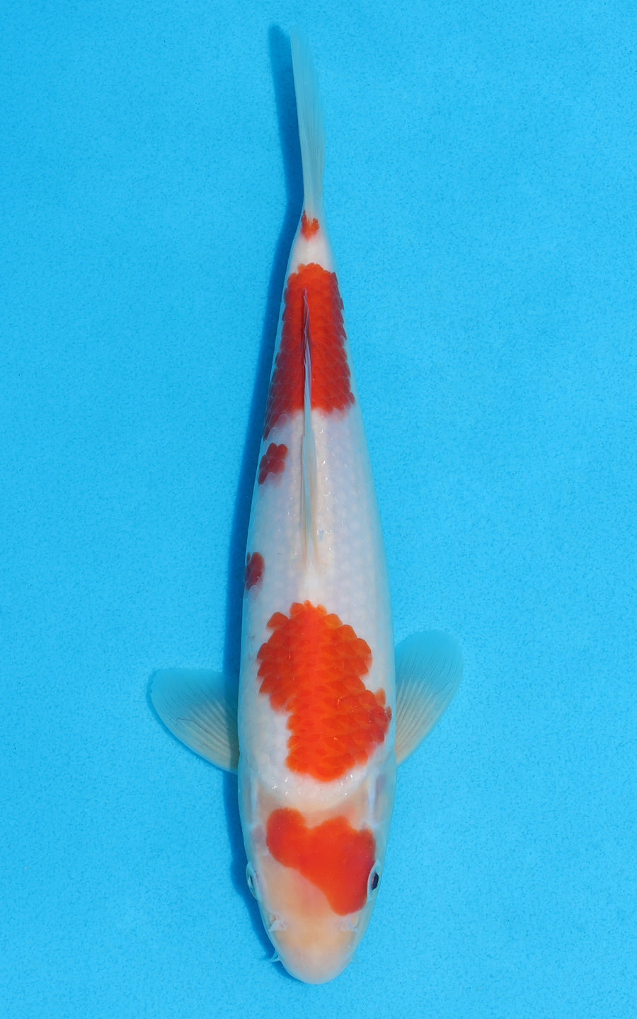 Kohaku - 25cm REF:70155