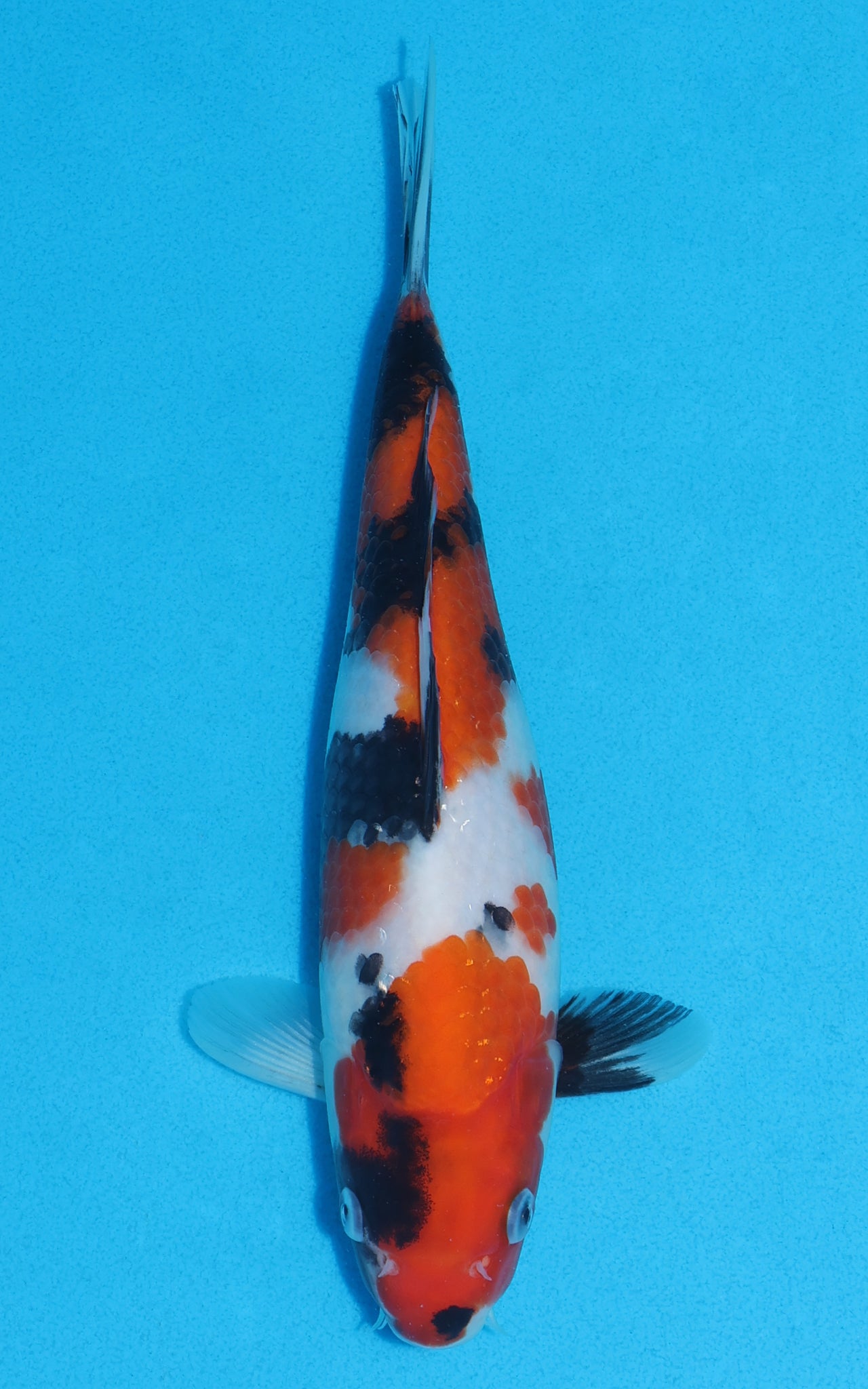 Showa - 25cm REF:13217