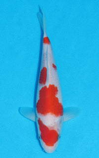 Thumbnail for Kohaku - 23cm REF:70156