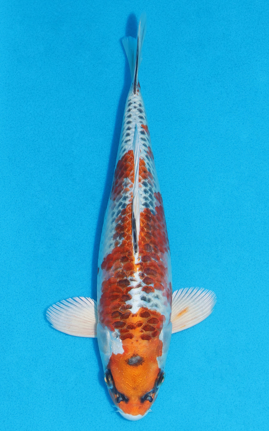 Kujaku - 27cm REF:13220