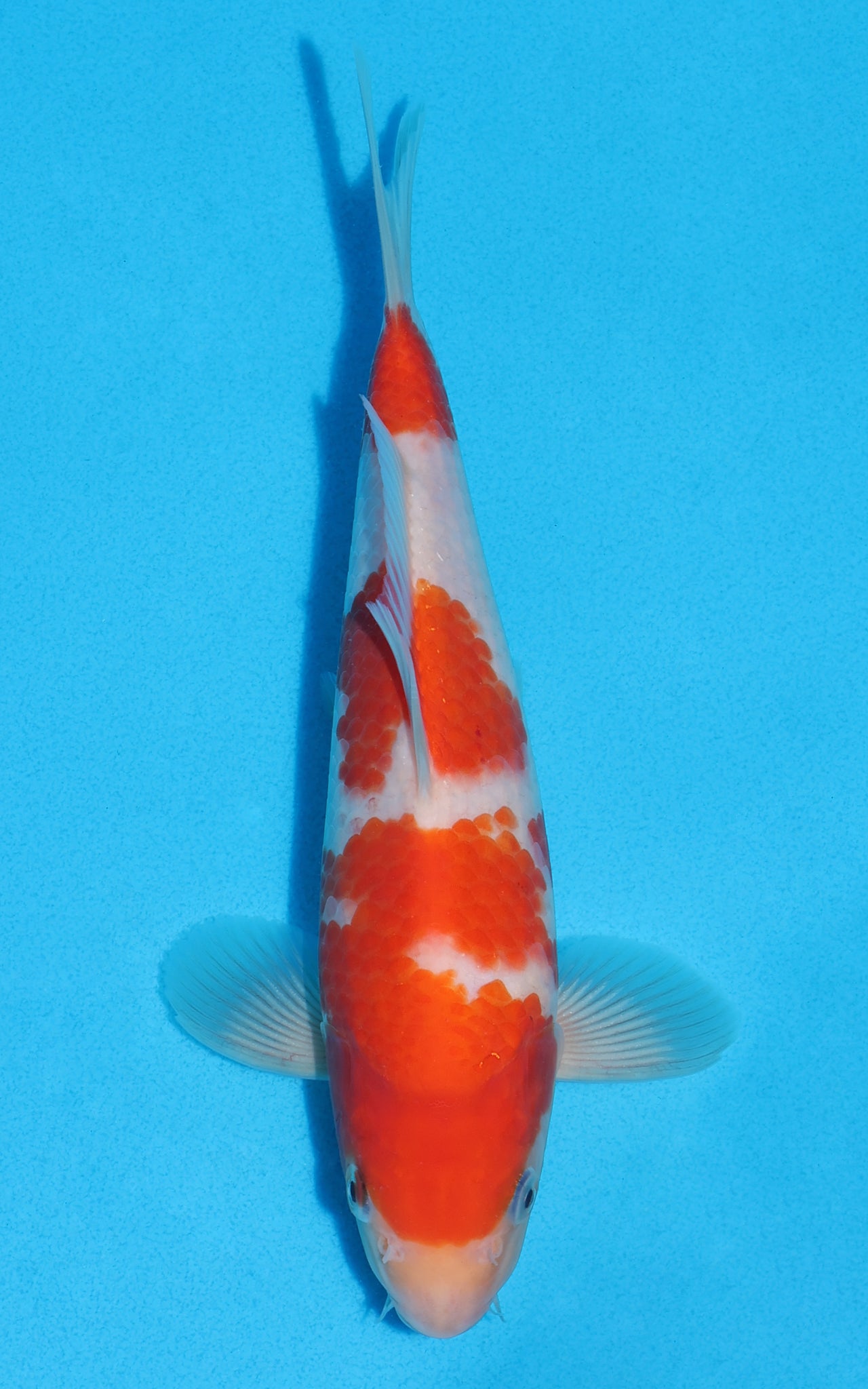 Kohaku - 22cm REF:70157