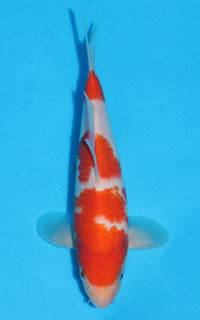 Thumbnail for Kohaku - 22cm REF:70157