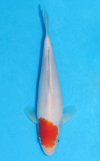 Thumbnail for Tancho Kohaku - 22cm REF:70158