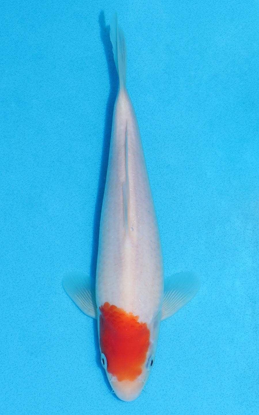Tancho Kohaku - 22cm REF:70158