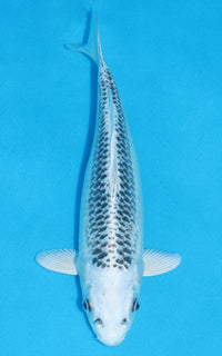 Thumbnail for Gin Matsuba - 28cm REF:13221