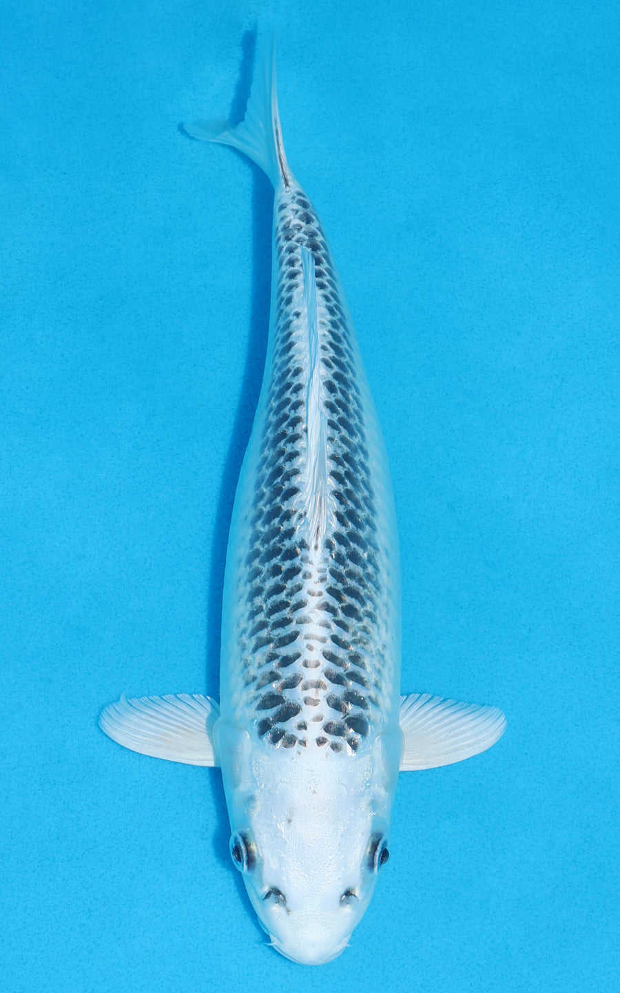 Gin Matsuba - 28cm REF:13221