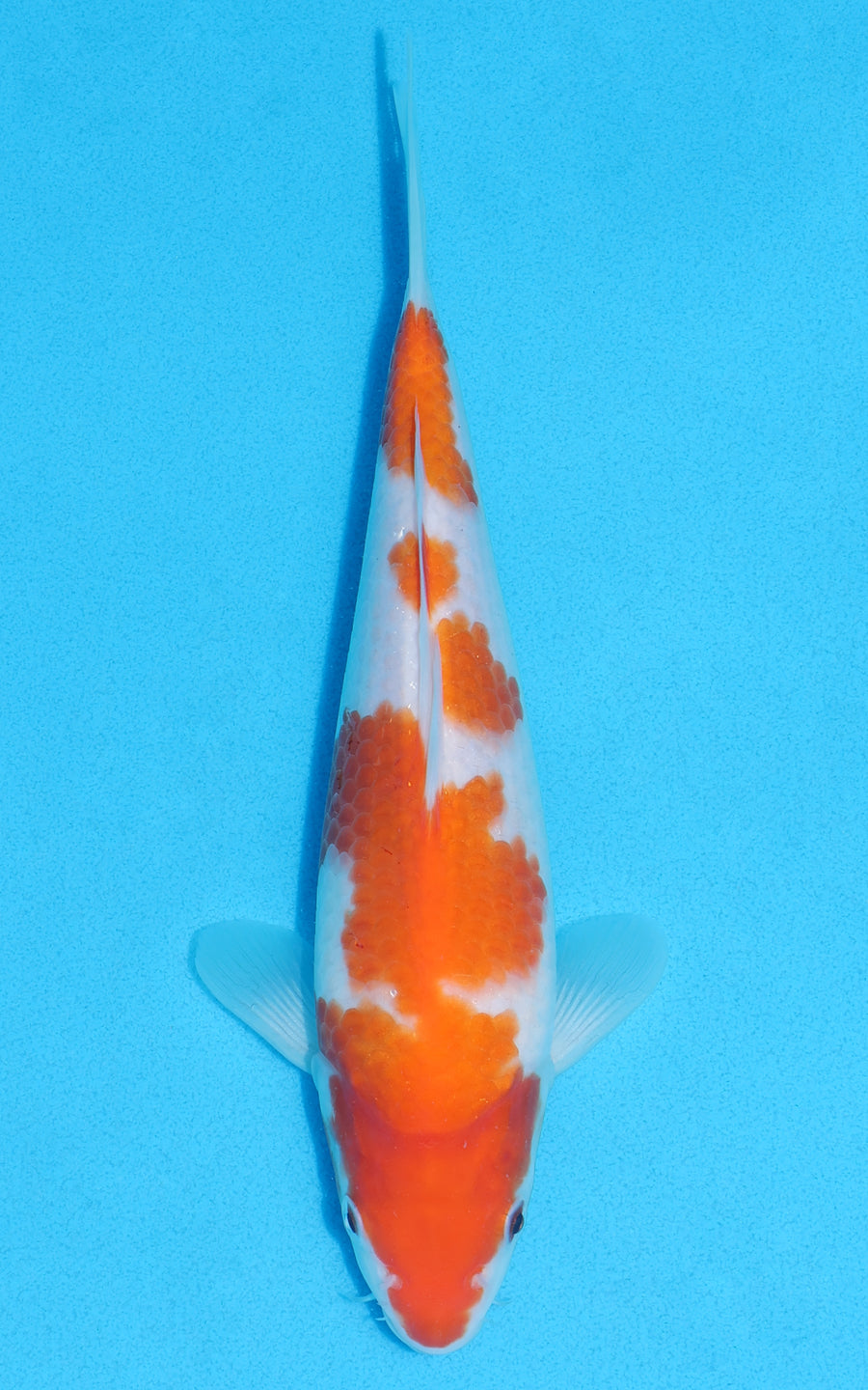 Kohaku - 25cm REF:70159