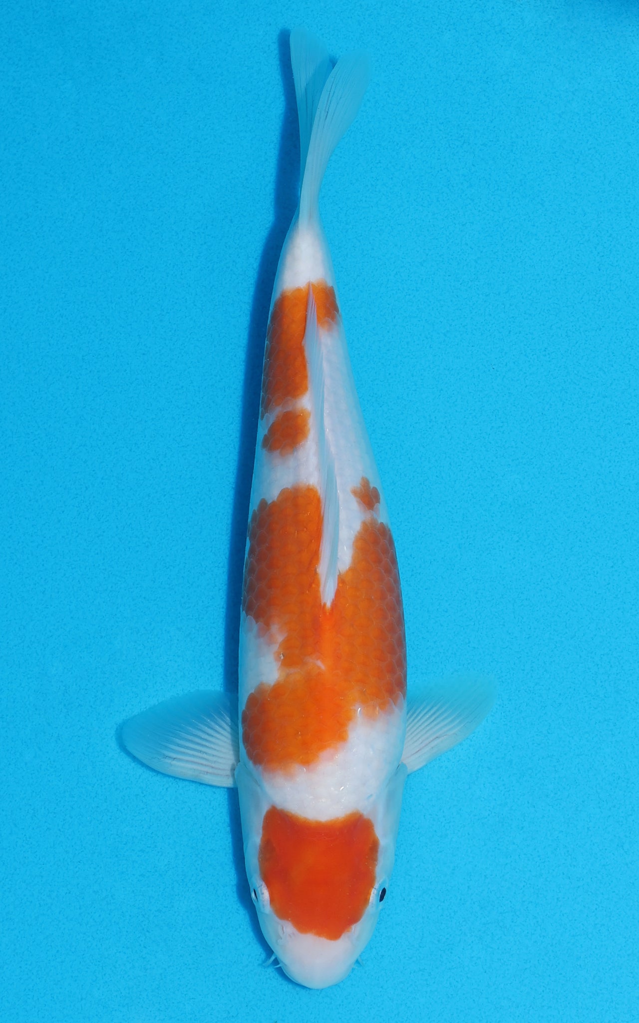 Maruten Kohaku - 29cm REF:13223