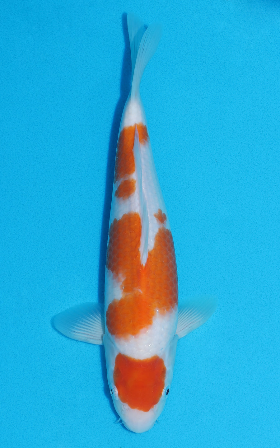 Maruten Kohaku - 29cm REF:13223