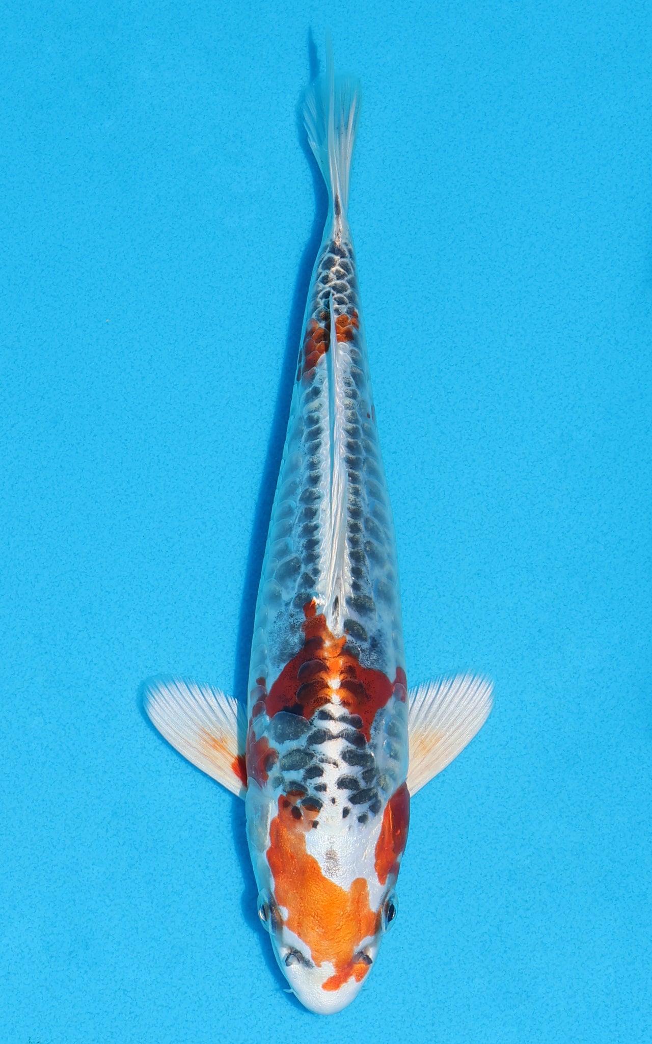 Aragoke Kujaku - 24cm REF:70162