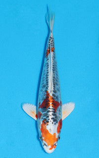 Thumbnail for Aragoke Kujaku - 24cm REF:70162