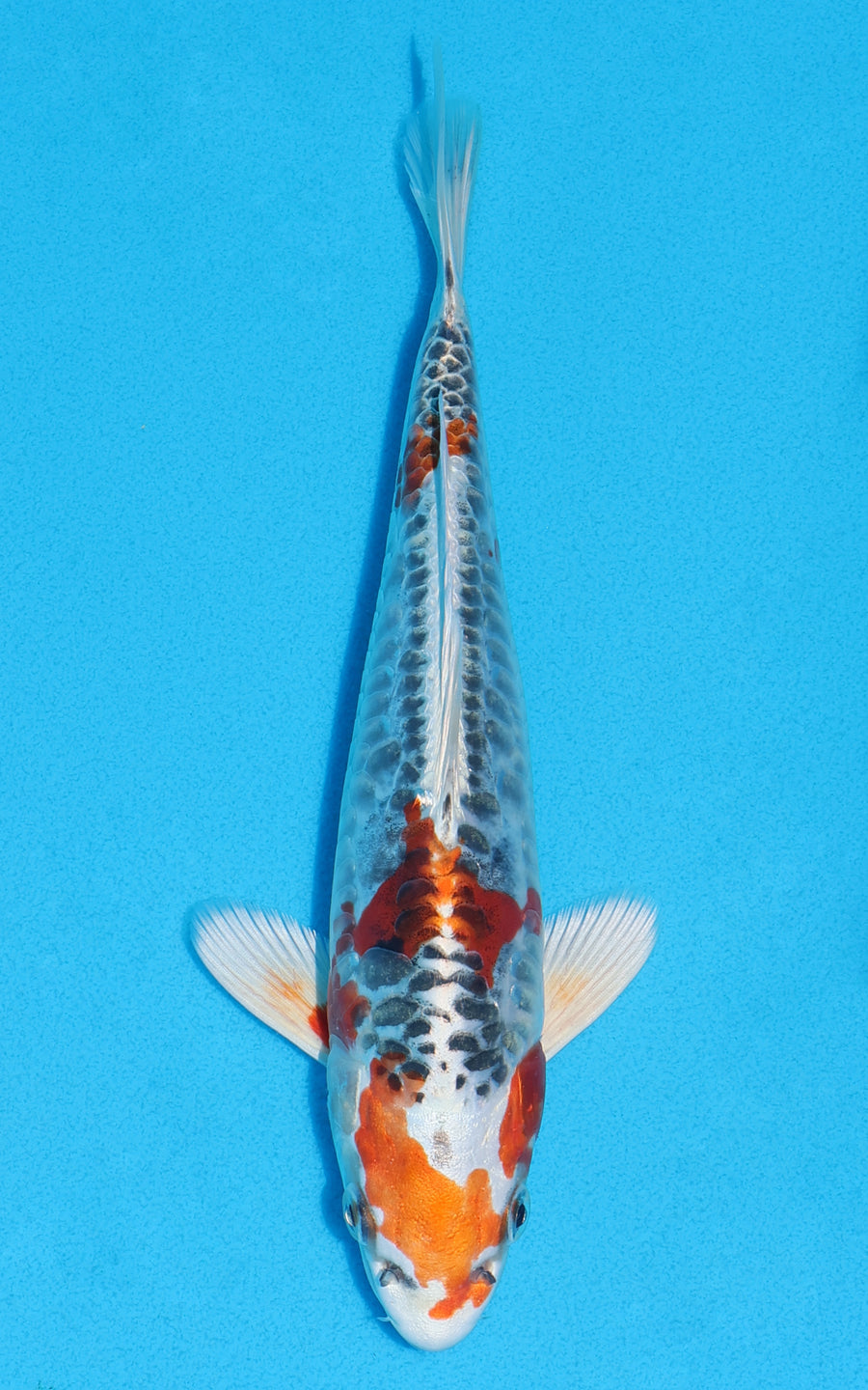 Aragoke Kujaku - 24cm REF:70162