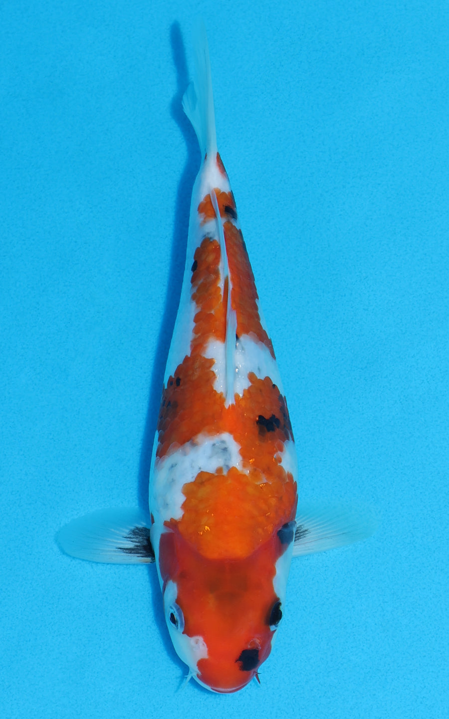 Showa - 24cm REF:13224
