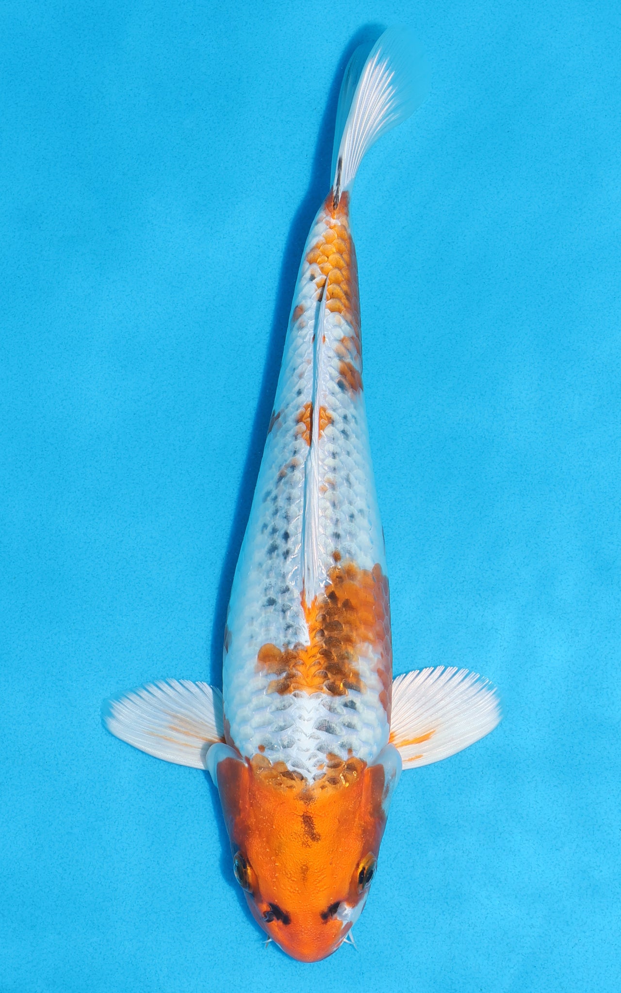 Kujakki Kujaku - 31cm REF:70167 – Cuttlebrook Koi Farm