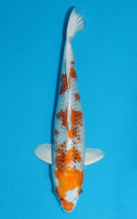 Thumbnail for Kujaku - 43cm REF:39049