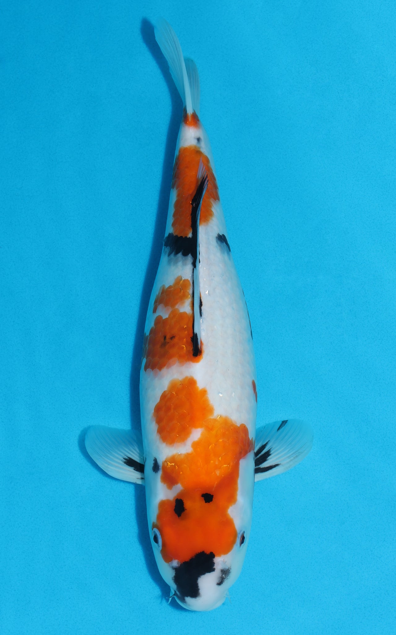 Showa - 40cm REF:39050