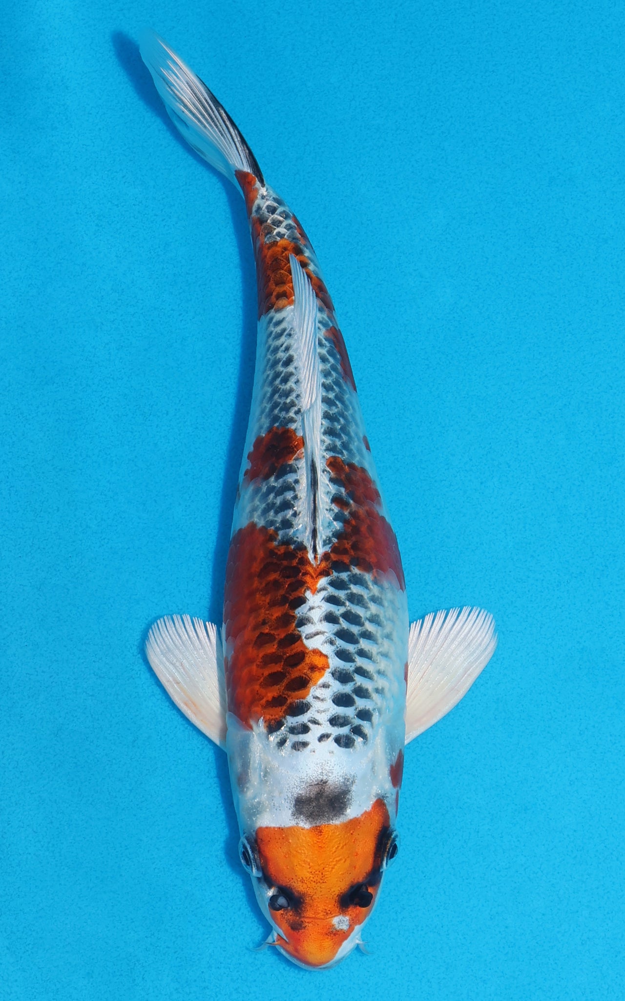Kujaku - 29cm REF:13230
