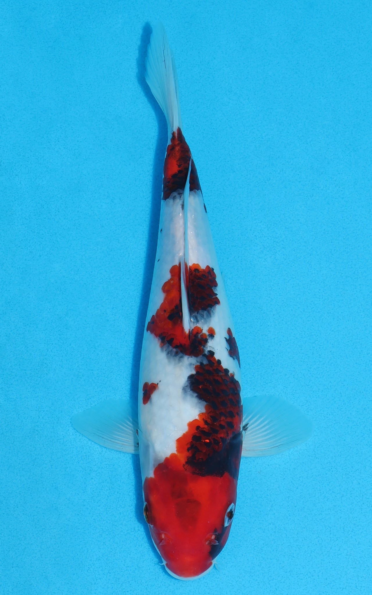 Showa - 26cm REF:13236