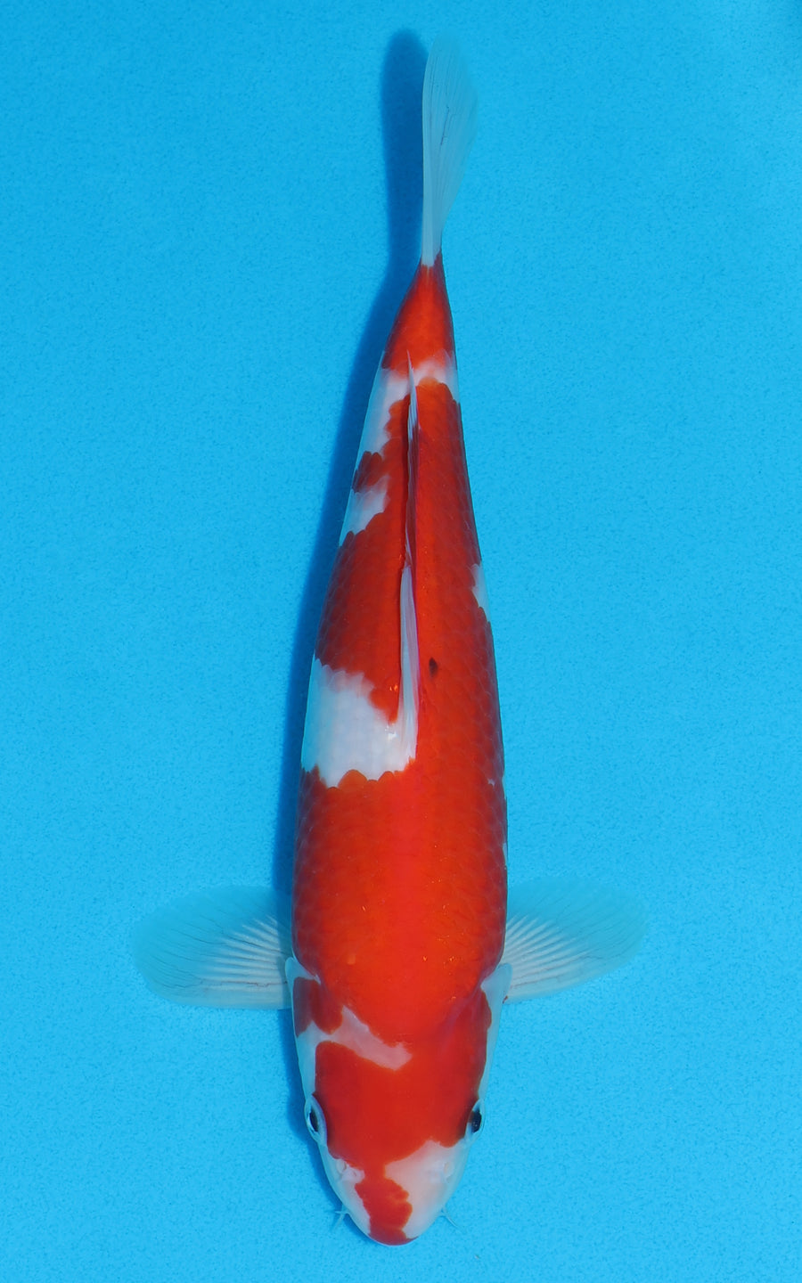 Kohaku - 26cm REF:70170