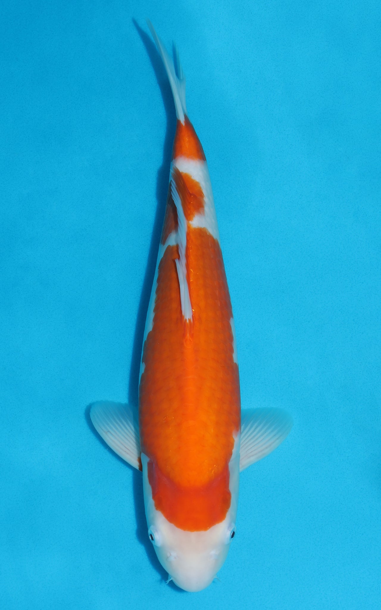 Kohaku - 42cm REF:39052