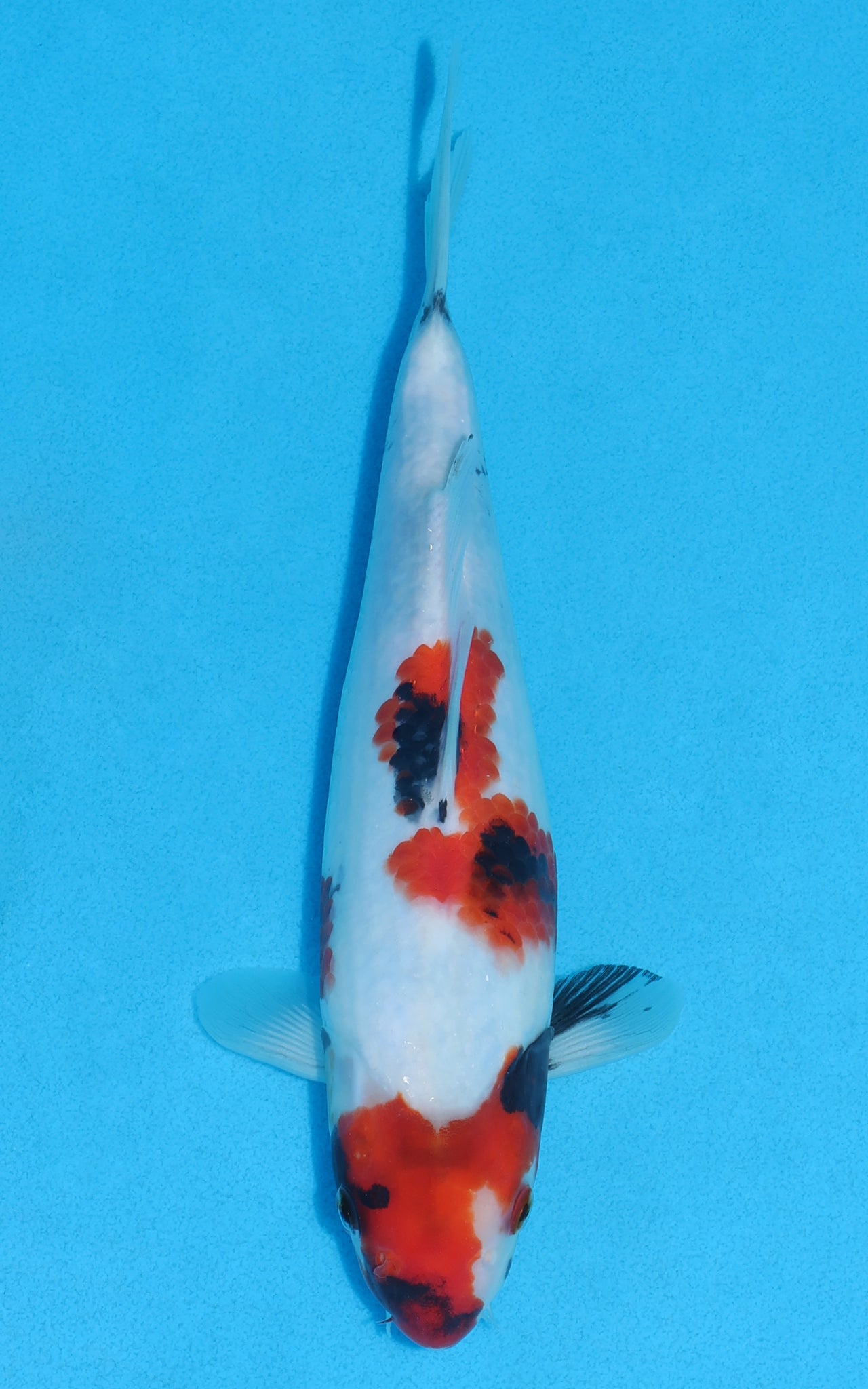 Showa - 26cm REF:13242