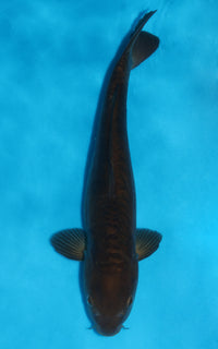 Thumbnail for Aragoke Chagoi - 38cm REF:29054