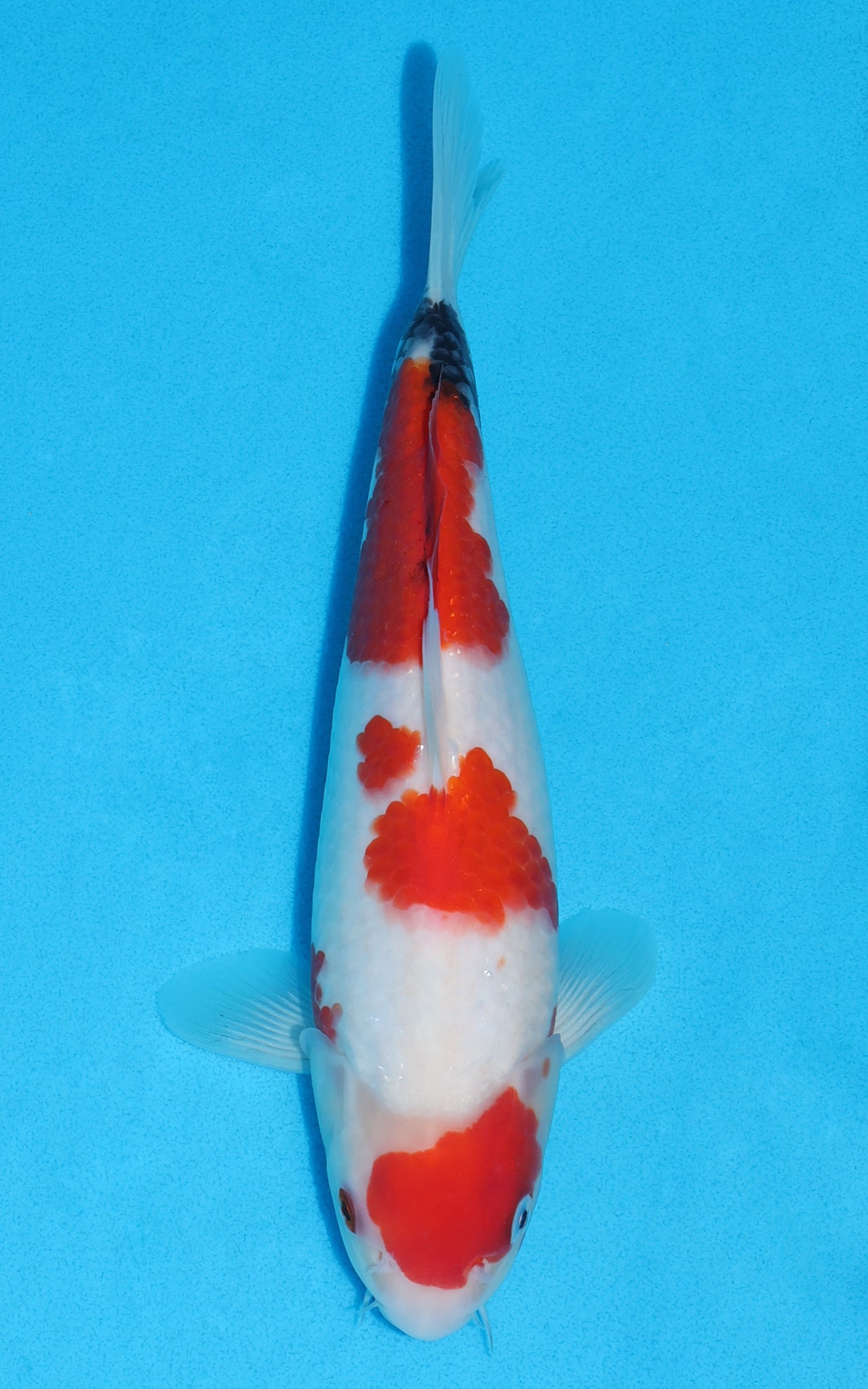Showa - 27cm REF:70176
