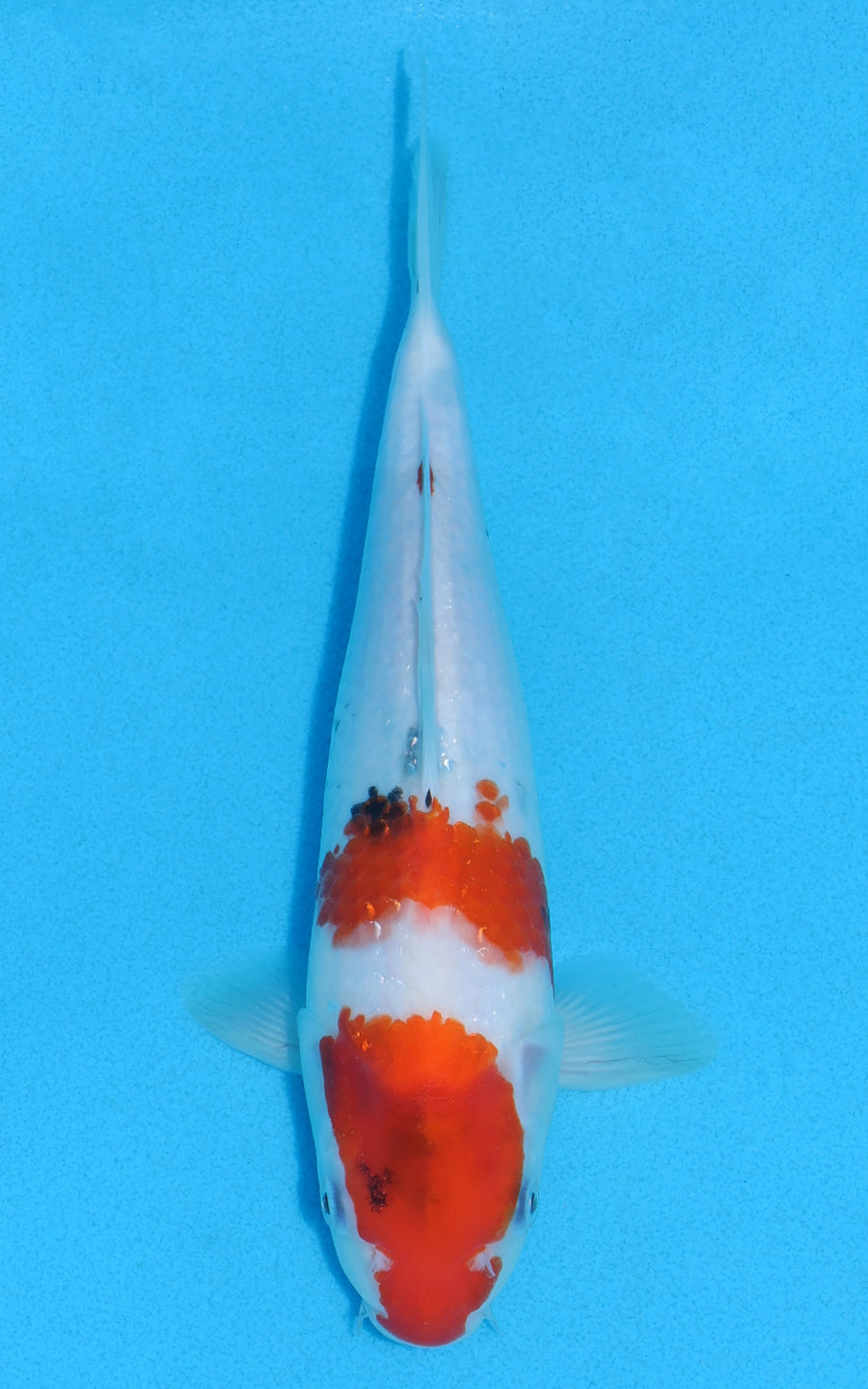 Showa - 25cm REF:70177