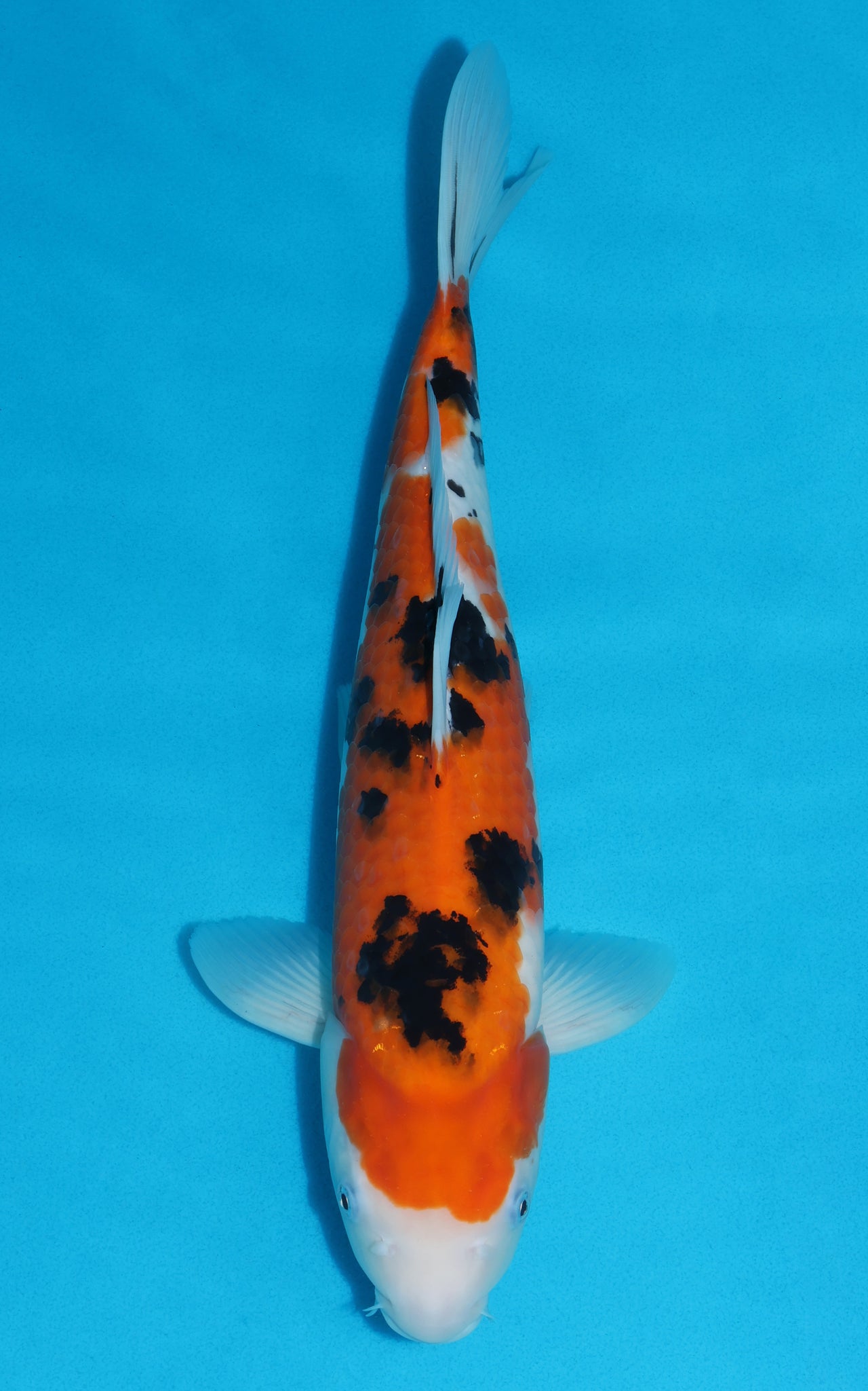 Sanke - 41cm REF:39053