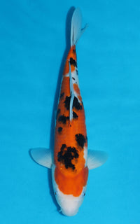 Thumbnail for Sanke - 41cm REF:39053