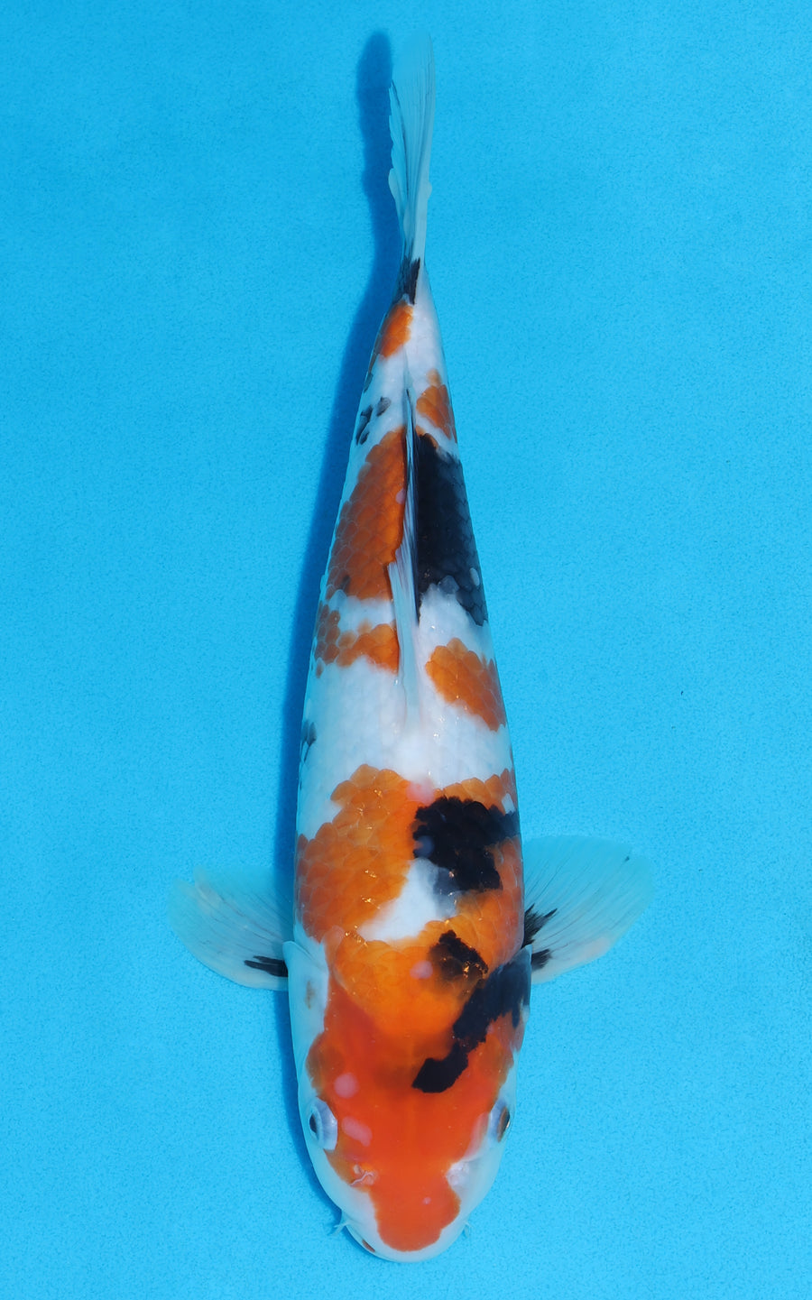 Showa - 32cm REF:70180