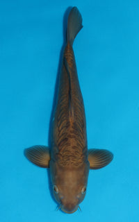 Thumbnail for Doitsu Chagoi - 39cm REF:29055