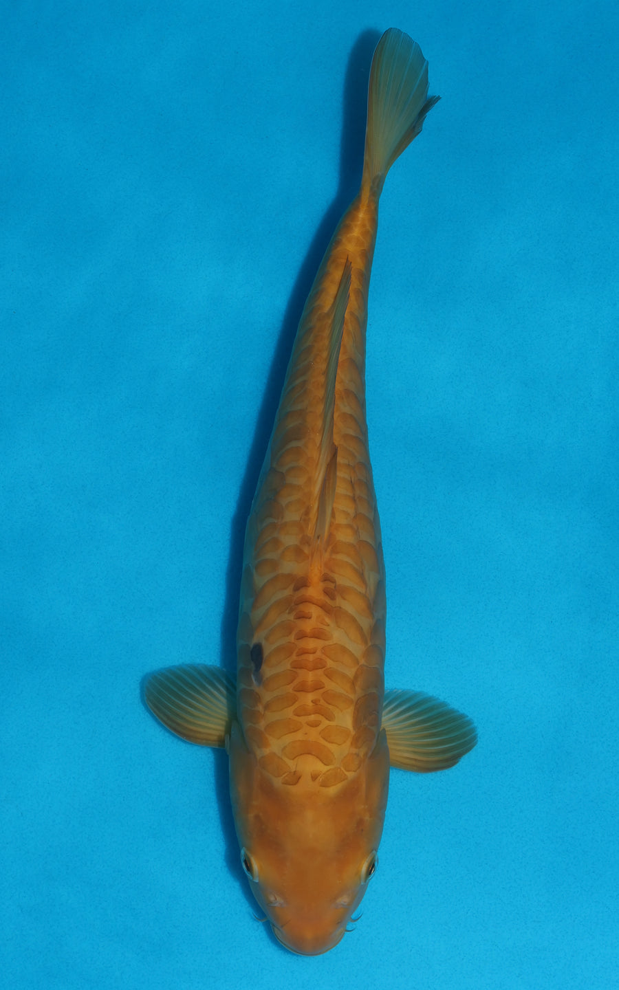 Aragoke Karashigoi - 38cm REF:29056