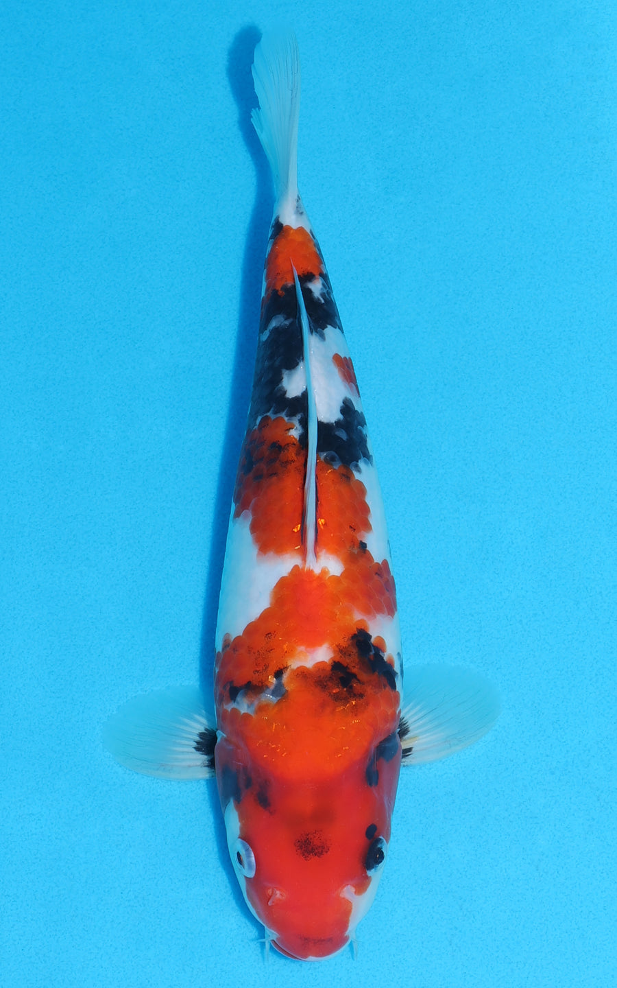 Showa - 28cm REF:13246