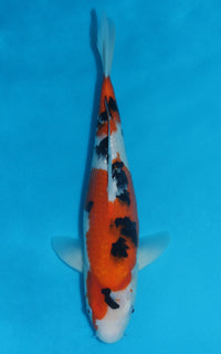 Thumbnail for Sanke - 36cm REF:29057