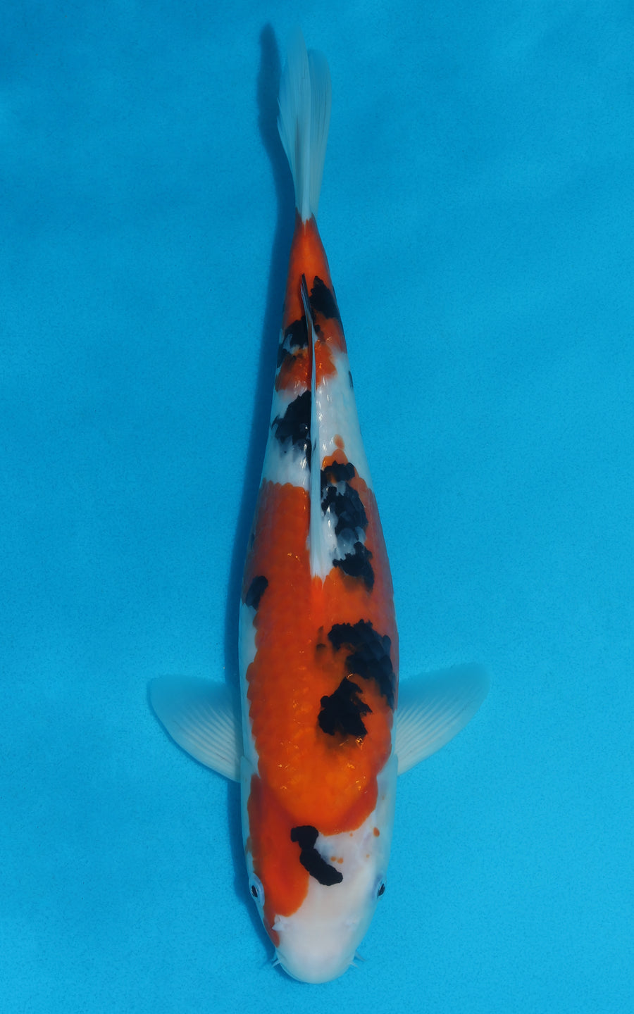 Sanke - 36cm REF:29057