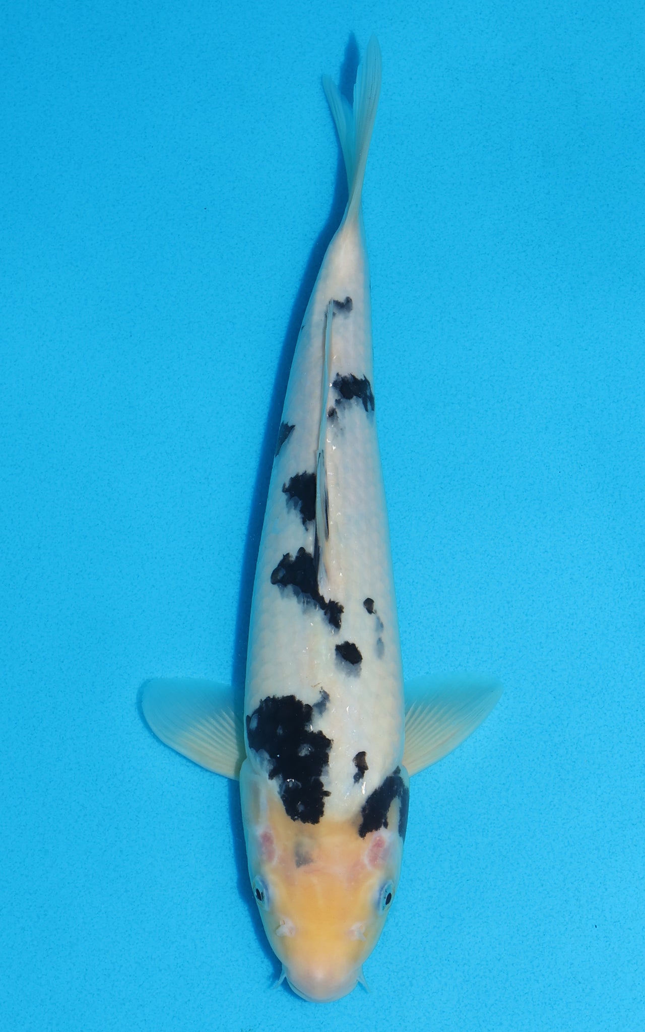 Shiro Bekko - 29cm REF:13248