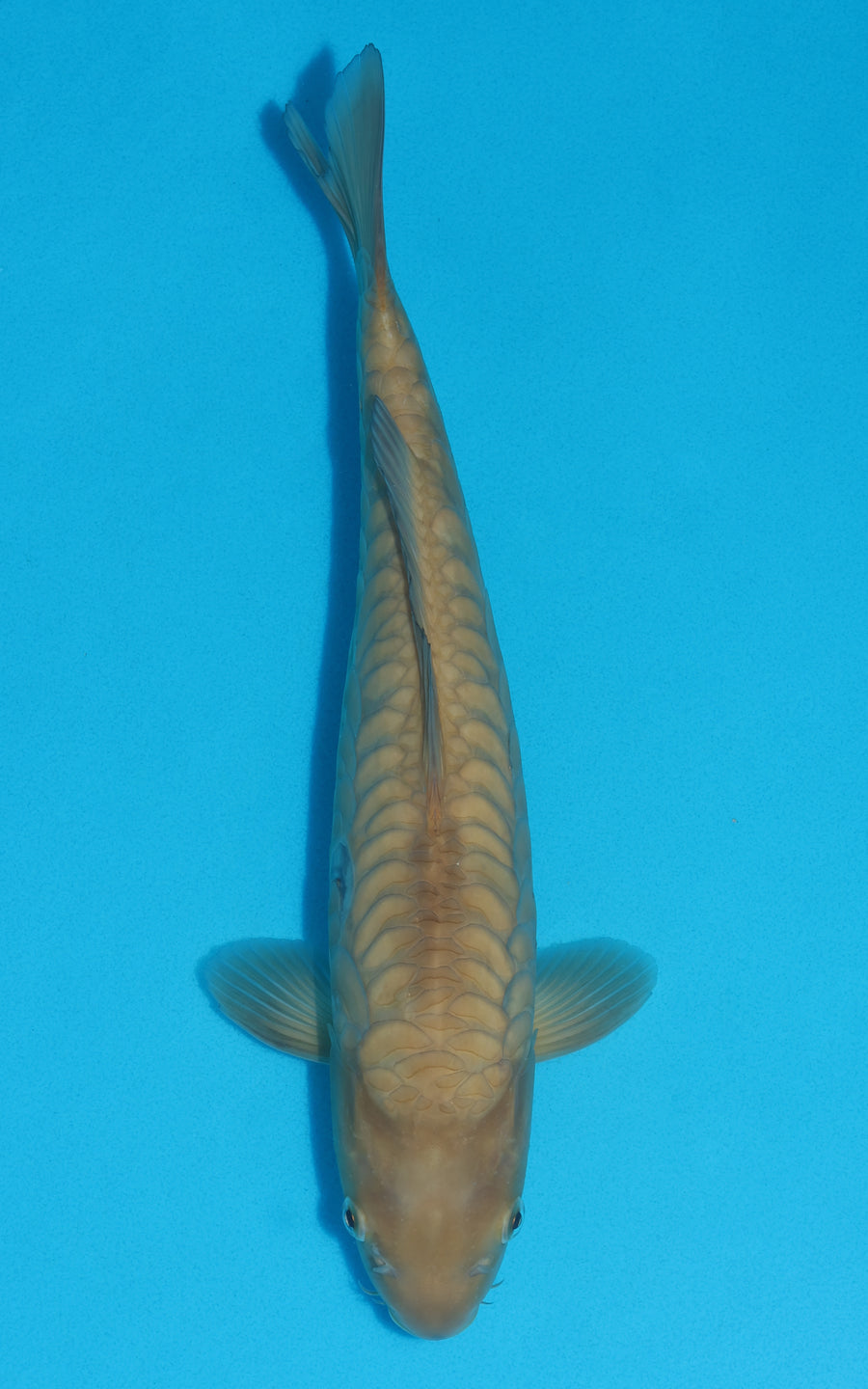 Doitsu Chagoi - 36cm REF:39057